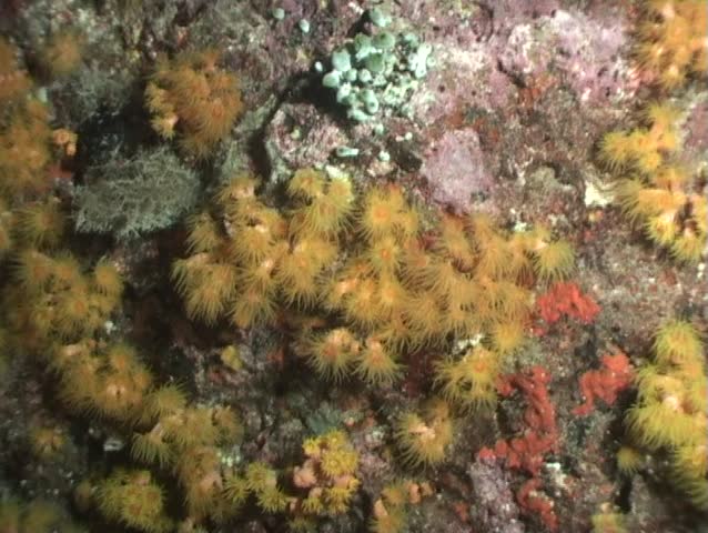 Feather Starfish (