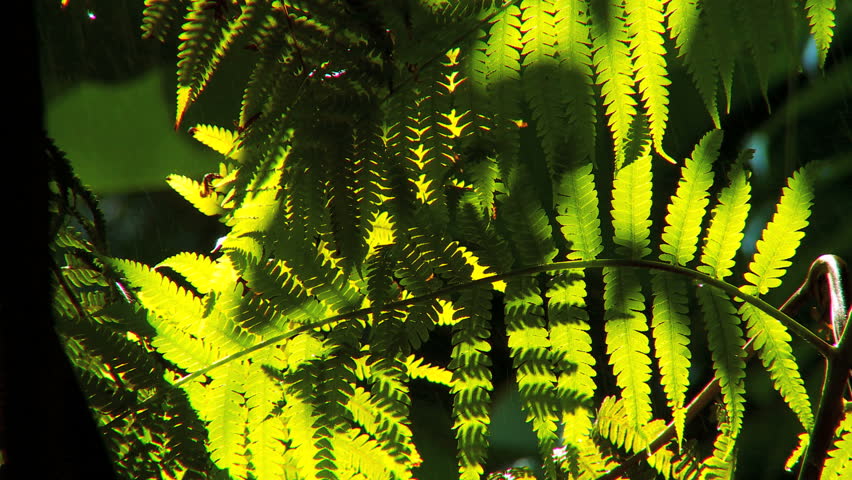 Rain Falling On Abundant Lush Green Plants In Environmental Rainforest ...