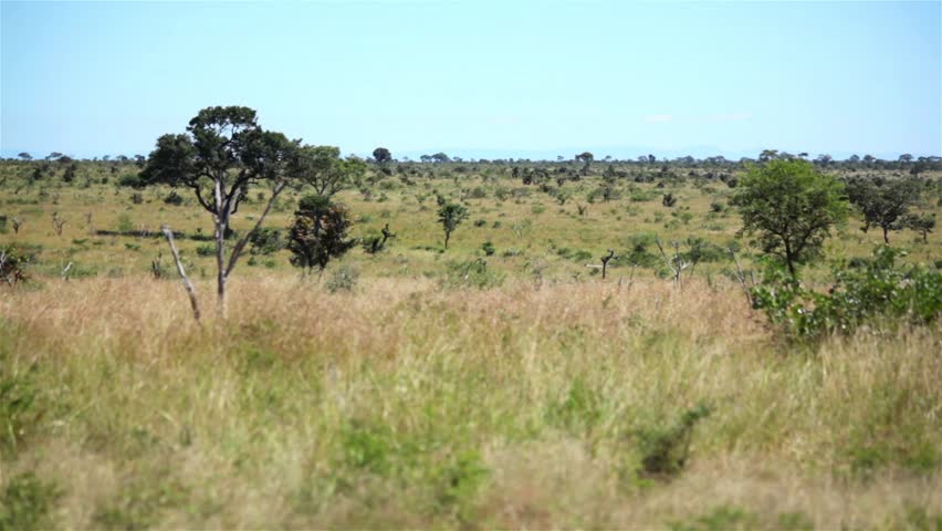 Palm Savanna Venezuela Stock Footage Video 4262729 - Shutterstock