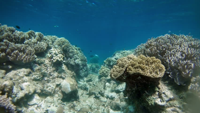 Beautiful Underwater Background: Coral Reef, Clear Blue Water And ...