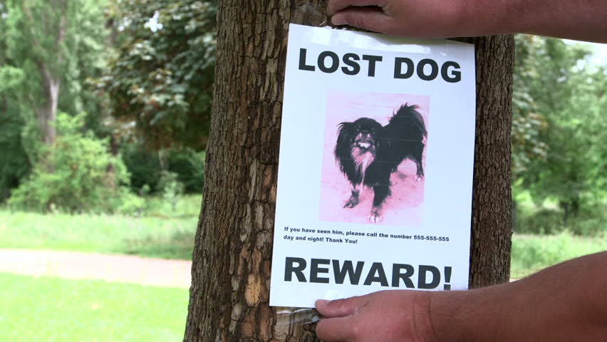 Lost dog