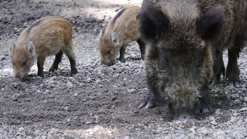 Pregnant Pig. Stock Footage Video 2617127 - Shutterstock