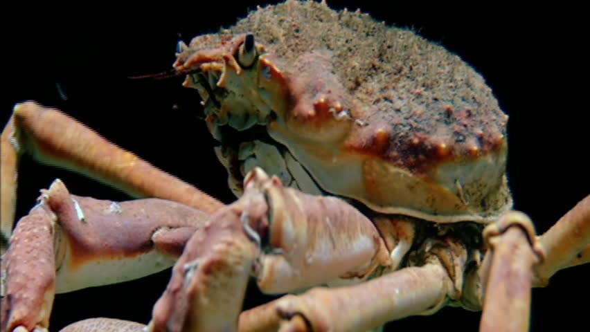 A Crazy Looking Crab And His Friend The Hermit Crab Stock Footage Video ...