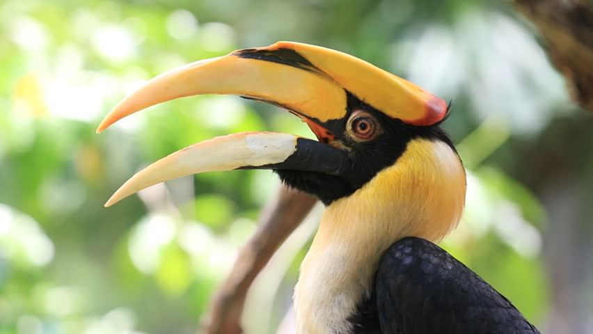 Close Up A Great Hornbill Bird, HD Clip. Stock Footage Video 7084048 ...