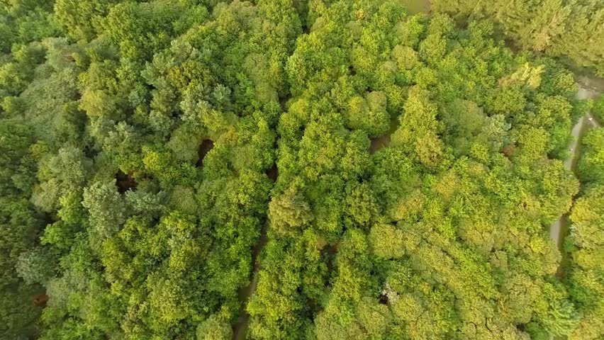 Aerial View Of Woods With Grasslands Stock Footage Video 7085959 ...