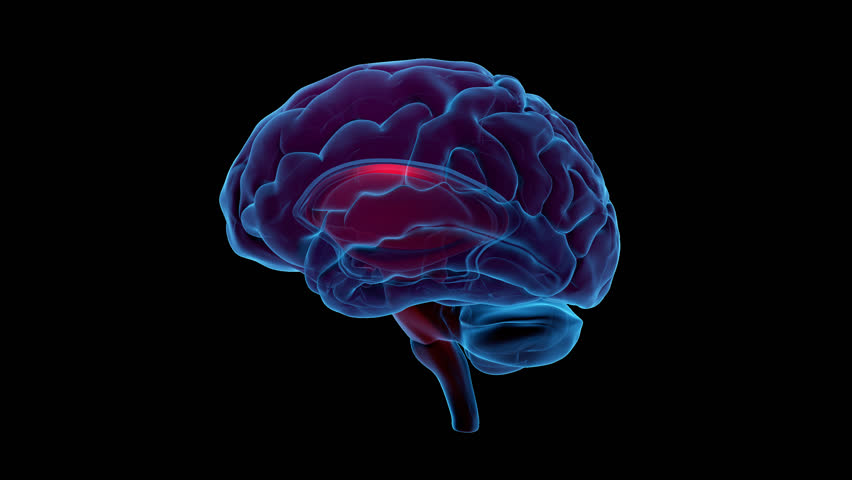 3d Render Xray Style Image Of Human Brain Rotating Stock Footage Video ...