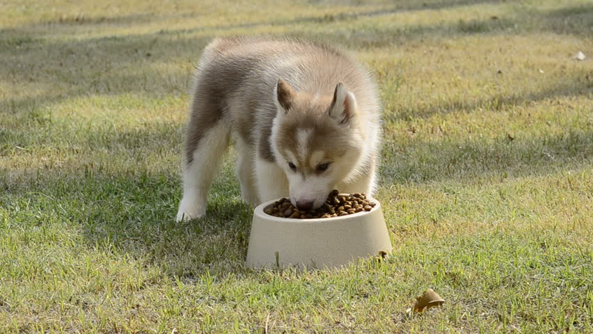 How Much Should Husky Puppy Eat