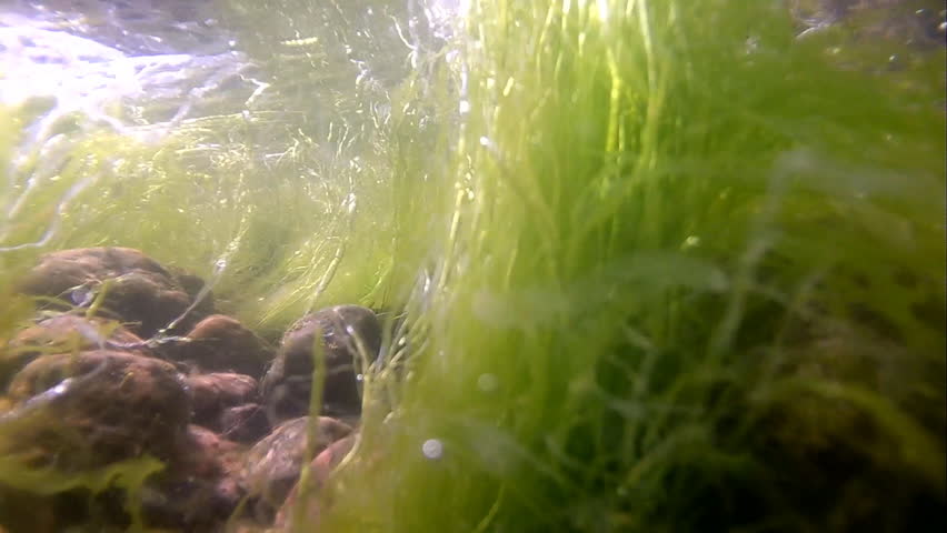 Green Seaweed Bottom Of The Sea Baltic And Fluctuation Of Waves Stock ...