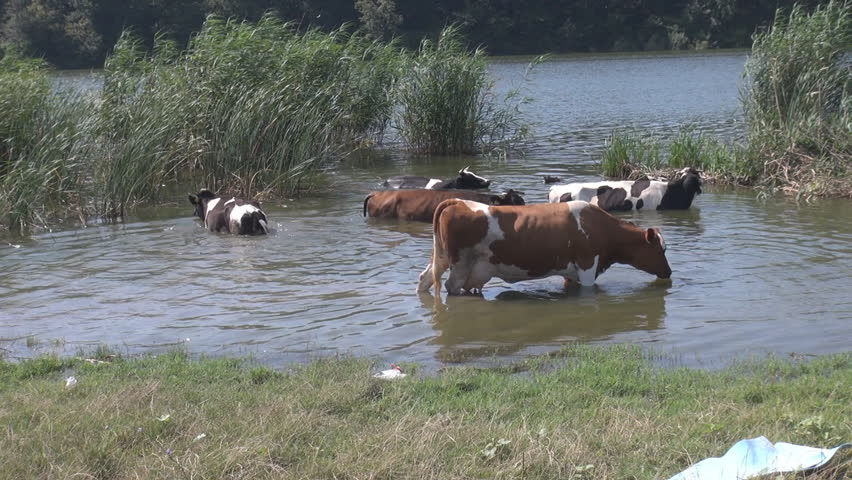 Domesticated Animals, Cows In Natural Habitat, Cow Drinking Water ...