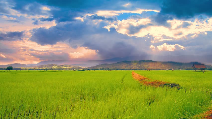 4K: Timelapse Clouds Over The Green Rice Fields, High Quality, Ultra HD ...