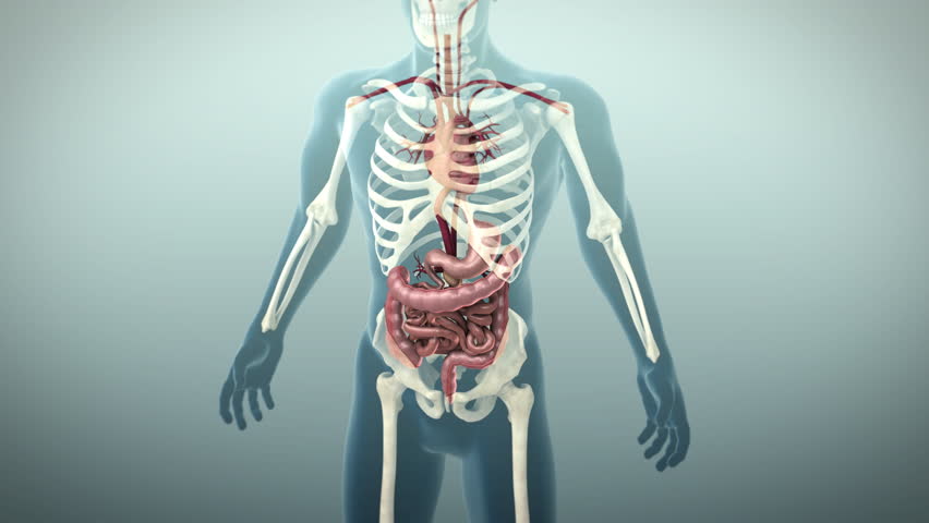 3D Animation Of The Human Gastrointestinal Tract Or GI Tract, 4K Ultra ...