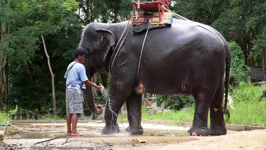 Koh Samui, Thailand, October 2014.Young Elephant Taking A Bath. Trainer ...