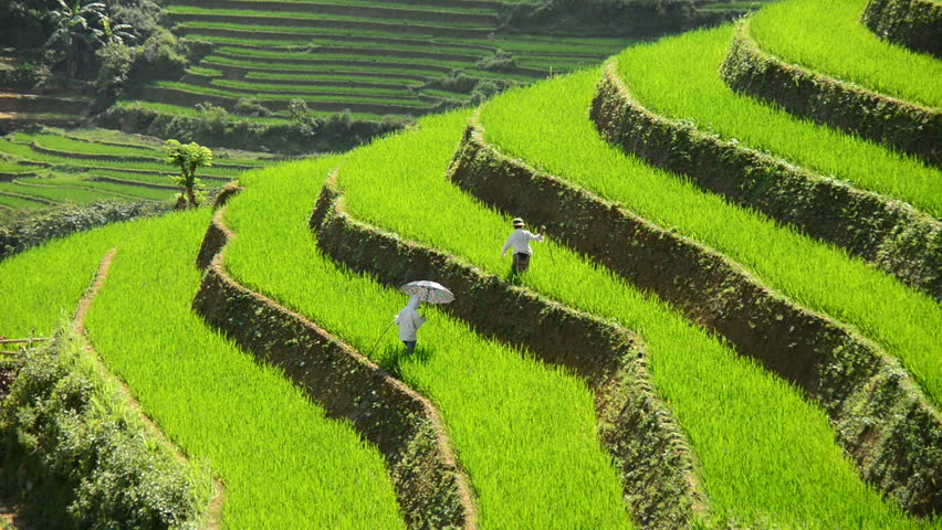 Workers Planting Rice in Scenic Rice Terraces in the Northern Mountains ...