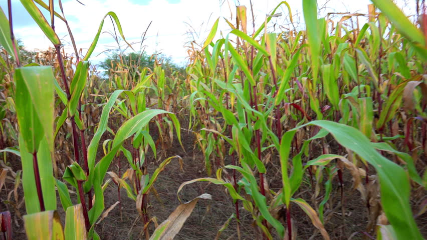 Corn Field. 4k Uhd Steadycam Shot. Maize Plant. Stock Footage Video ...