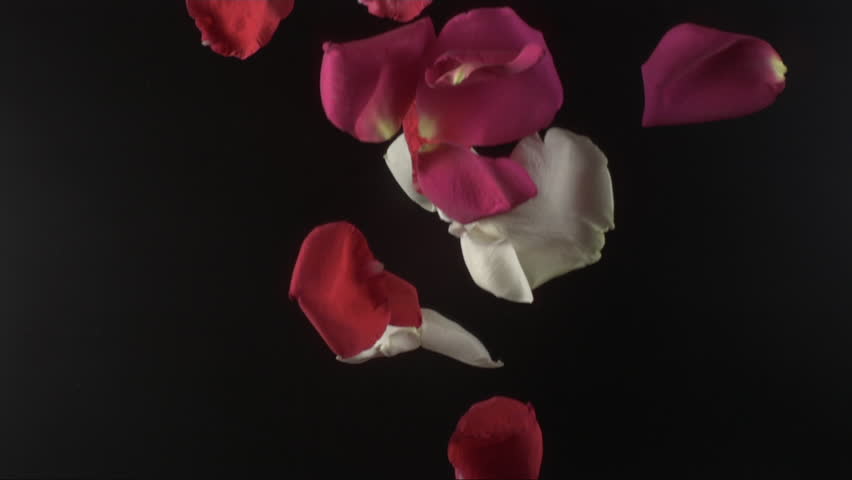Rose Petals And Diamonds Flying Against Black Stock Footage Video ...