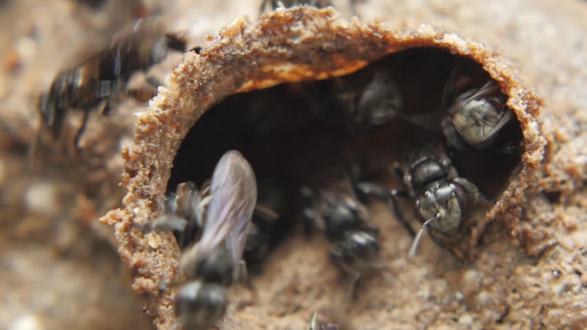 Macro Shot Of Tiny Black Bees Tetragonula Or Sugarbag Bees In Wild ...