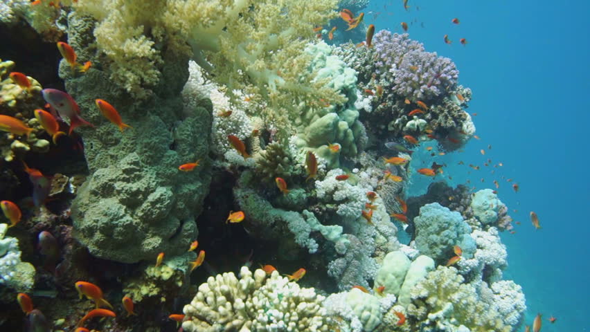 Colorful Underwater Offshore Rocky Reef With Coral And Sponges And ...