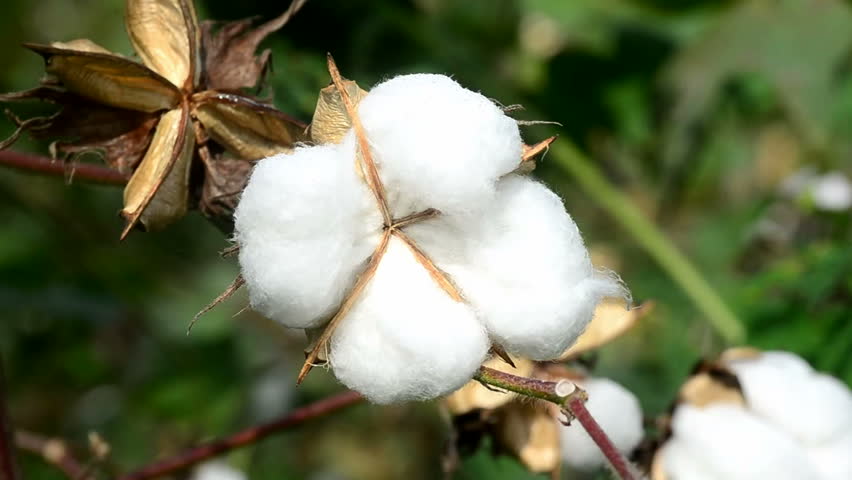 Video Closer Of A Cotton Field In South Texas. Green Plants With Mature ...