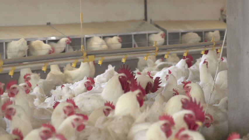 Chicken Farm Stock Footage Video 3312227 - Shutterstock