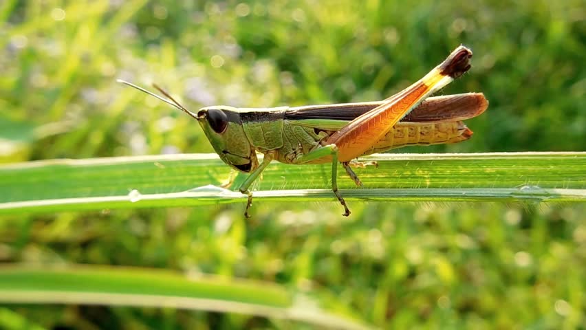 Grasshopper Movement On Grass Stock Footage Video 8275624 - Shutterstock