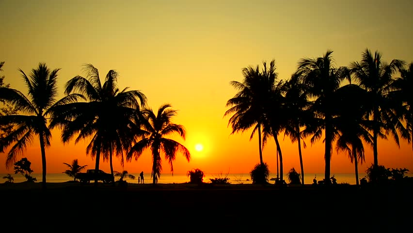 Miami Beach Sun Down In Palm Tree Sunset 4k Florida Usa Stock Footage ...