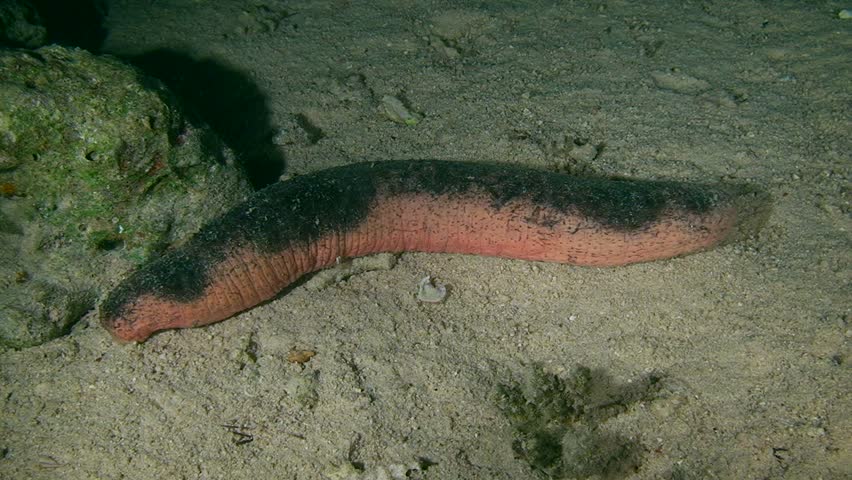 Invertebrate Echinoderm Edible Sea Cucumber (Holothuria Edulis) Is ...