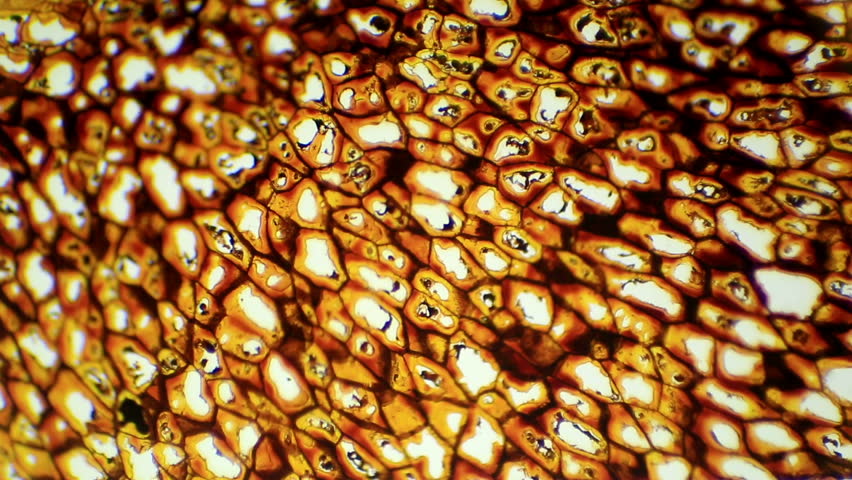 Plasmodesmata Slice Under The Microscope, (Plasmodesma Sec.), Full HD ...