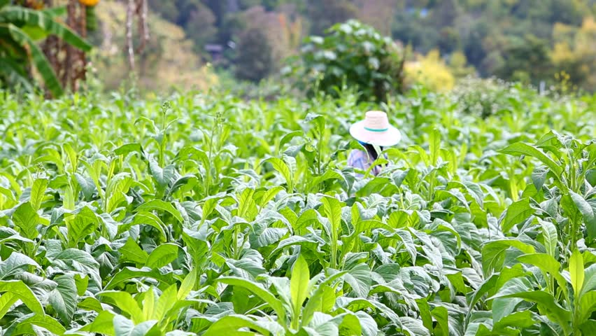 Tobacco Farm And Farmer Take Apply Fertilizer For Plants Stock Footage ...