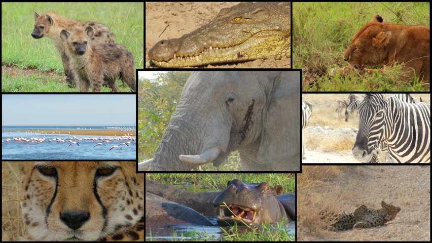 Wild Animals In The Savannah Collage Montage Composite 4k Crocodile ...